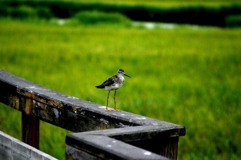 070404 Hope Hatcher Montana Creek (10084)